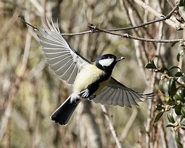 great tit